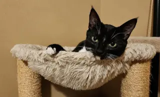 Tuxie