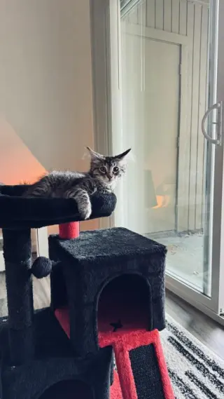 Oliver (Billie)