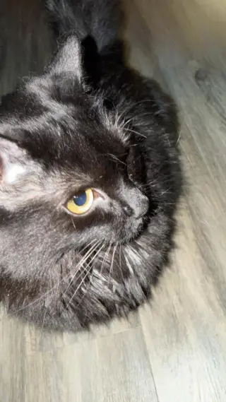 Fig (Miatuko)
