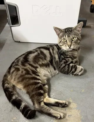 max