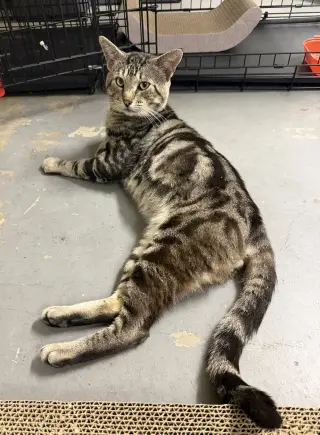 max