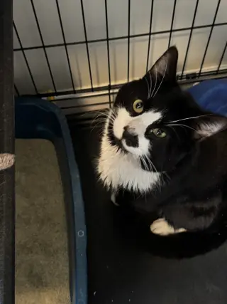 Tux