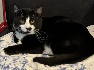 Tux