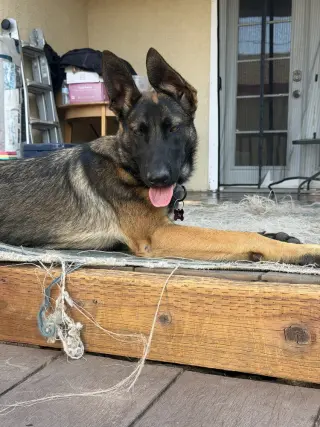 Dory- Located in California