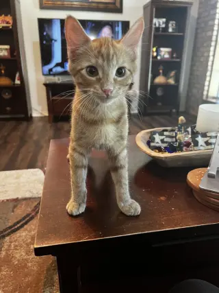 Jett