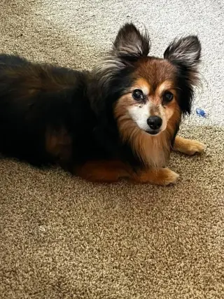 Mocha