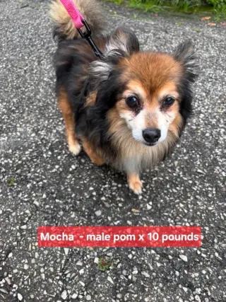 Mocha