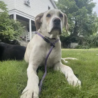 Penny