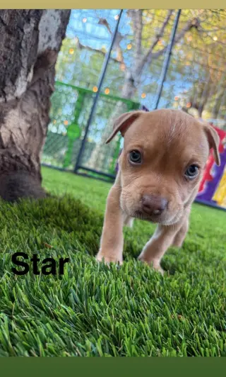 Luna’s Stars - Star