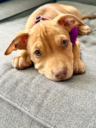 Luna’s Stars - Star