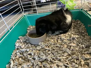 Oreo