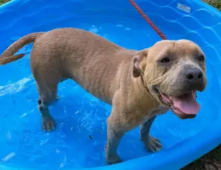 Princess Pittie