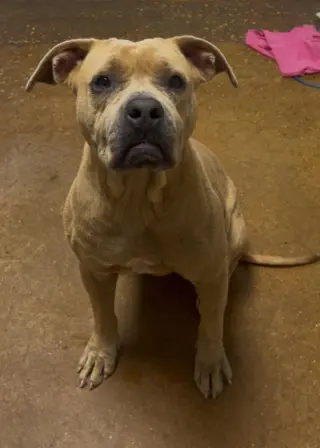 Princess Pittie