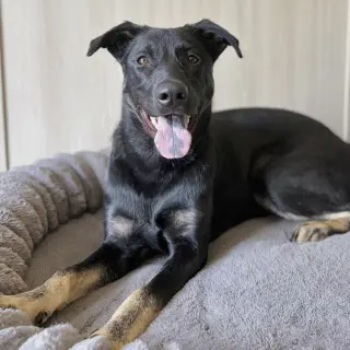 Thumper - Pending Adoption