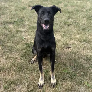 Thumper - Pending Adoption