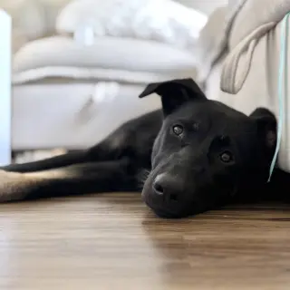 Thumper - Pending Adoption
