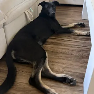 Thumper - Pending Adoption