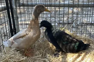 Potato