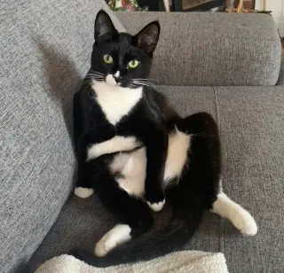 SASSY #2018 - Offered by Owner- Young Tuxedo