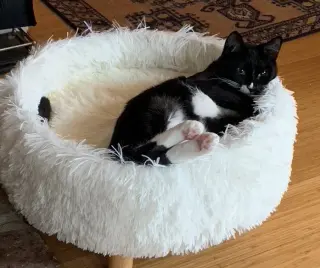 SASSY #2018 - Offered by Owner- Young Tuxedo