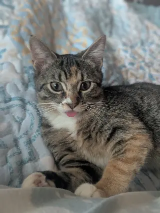 Dolly Purrton