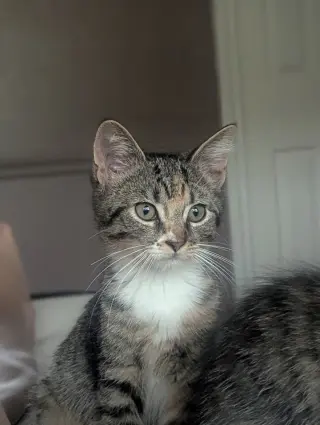 Dolly Purrton