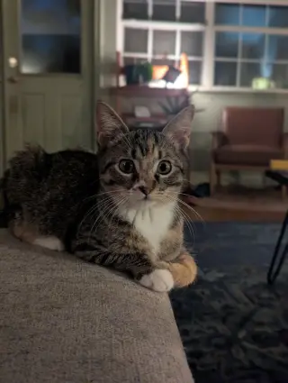 Dolly Purrton