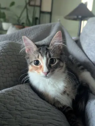 Alanis Meowisette