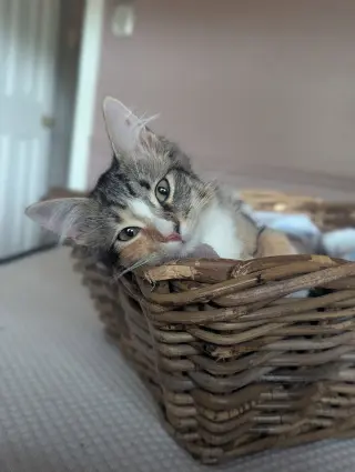 Alanis Meowisette