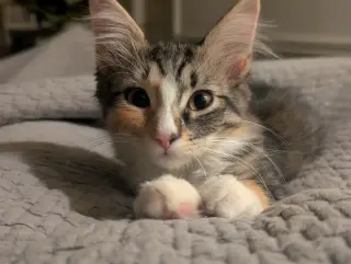 Alanis Meowisette