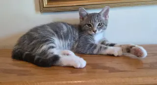 Billy the Kitten