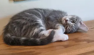 Billy the Kitten