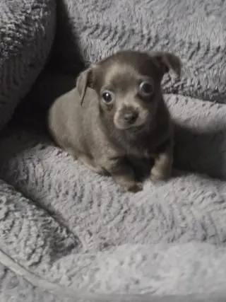 Muffin