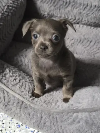 Muffin