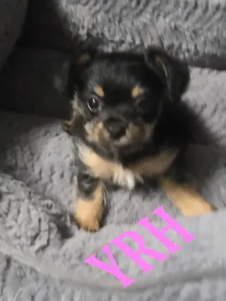 Dutchess