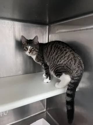 Sammy