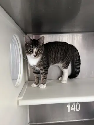 Sammy