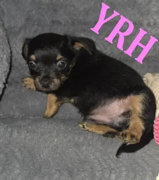 Duke