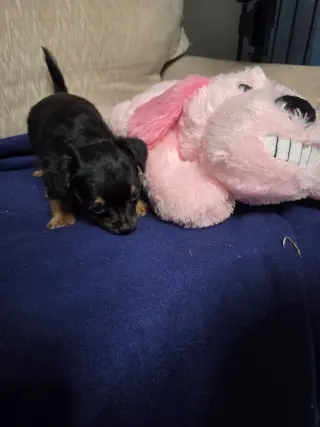 Duke