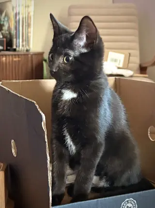 Ramona