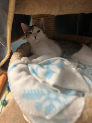 Lentil