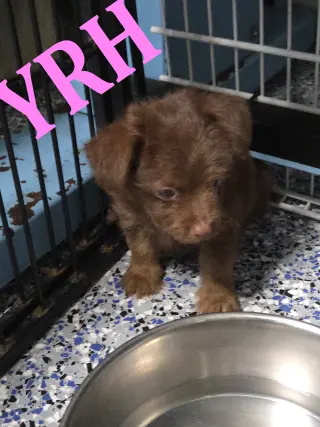 Biscuit