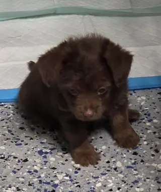 Biscuit