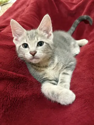 Lizzie