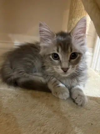 Sophie