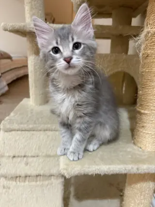 Sophie