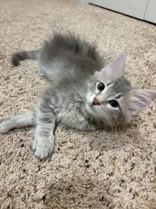Sophie