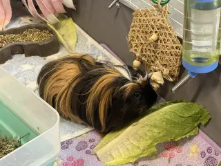 Pumpernickel