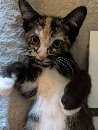 Coco