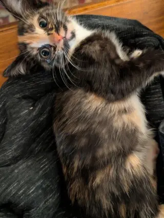 Coco